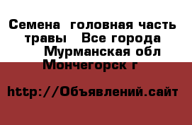 Семена (головная часть))) травы - Все города  »    . Мурманская обл.,Мончегорск г.